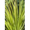 Acorus gramineus Ogon P9C0.5