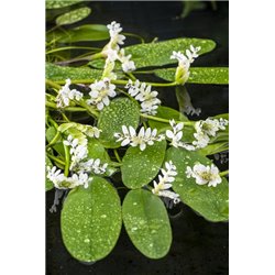 Aponogeton distachyos P11X11