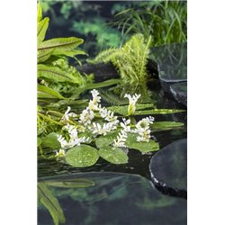 Aponogeton distachyos P11X11