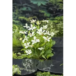 Anemopsis californica P9C0.5