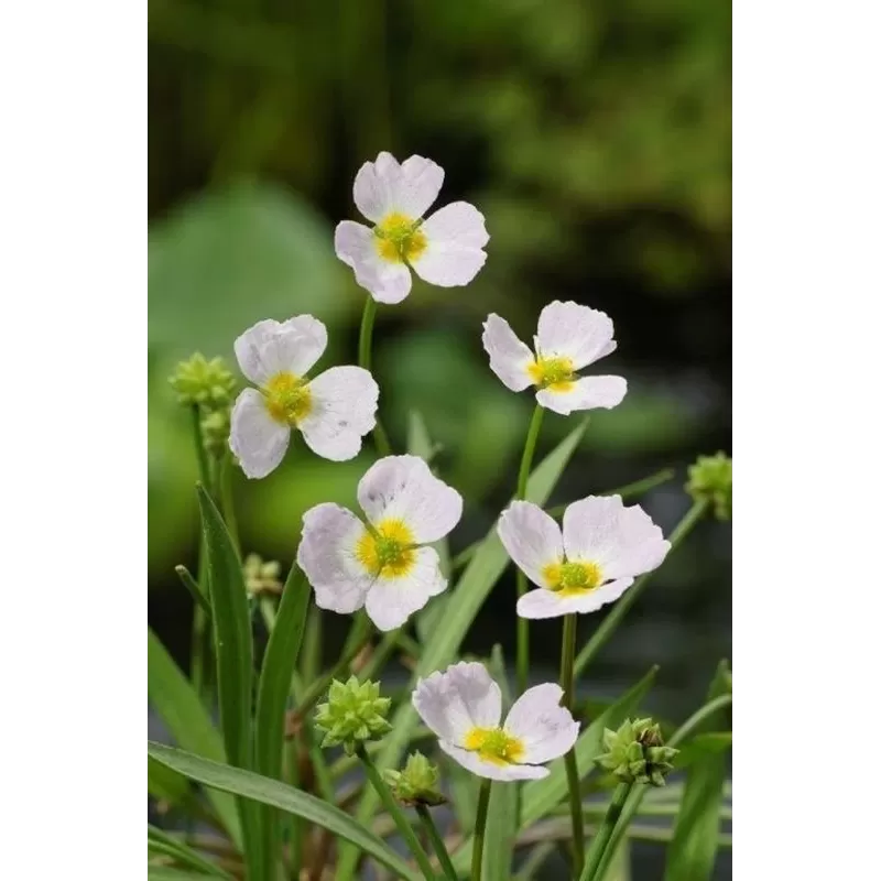 Baldellia ranunculoides P9C0.5