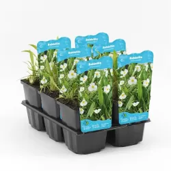 Baldellia ranunculoides P9C0.5