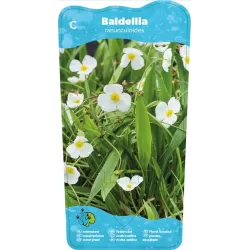 Baldellia ranunculoides P9C0.5