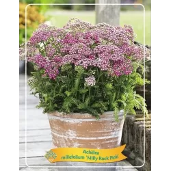 Kraujažolė - Achillea Milly Rock Pink P11