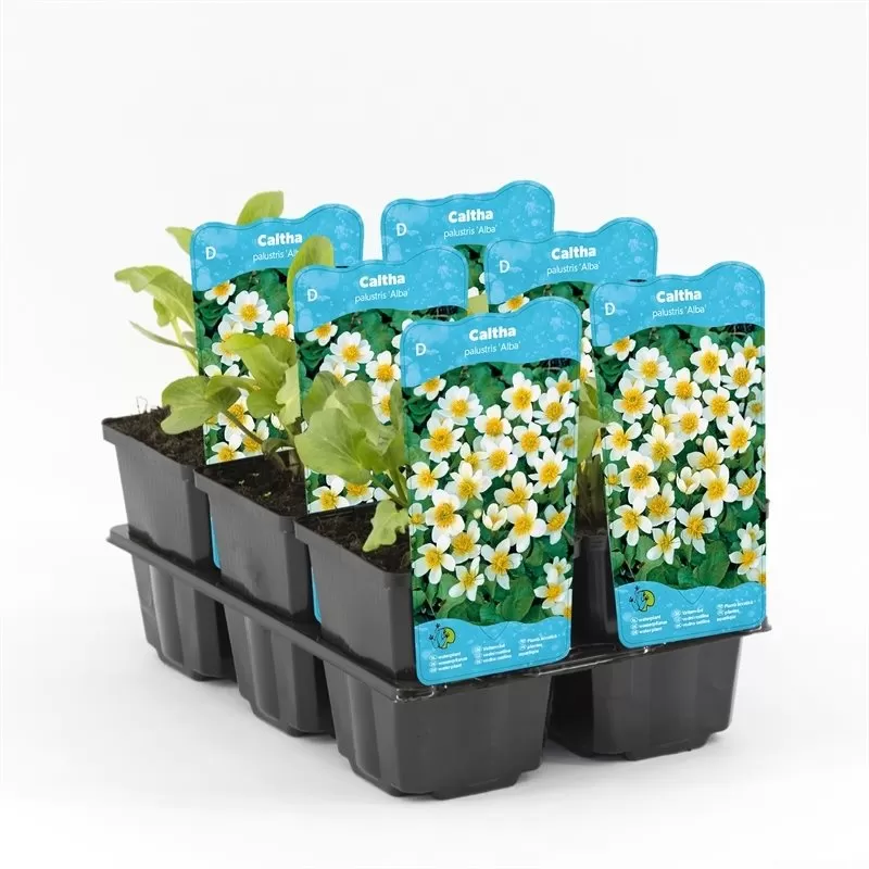 Caltha palustris Alba P9C0.5