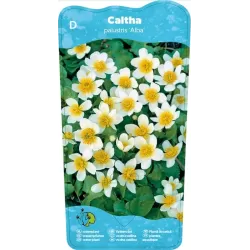 Caltha palustris Alba P9C0.5