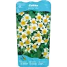 Caltha palustris Alba P9C0.5