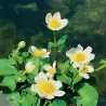Caltha palustris Alba P9C0.5