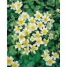 Caltha palustris Alba P9C0.5