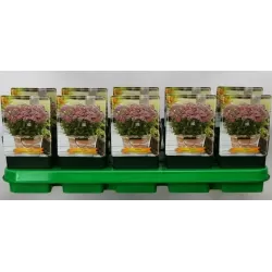 Kraujažolė - Achillea Milly Rock Pink P11