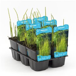 Equisetum fluviatile P9C0.5