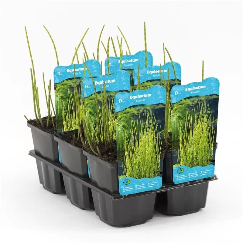 Equisetum fluviatile P9C0.5