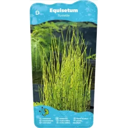 Equisetum fluviatile P9C0.5