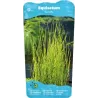 Equisetum fluviatile P9C0.5
