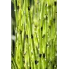 Equisetum fluviatile P9C0.5