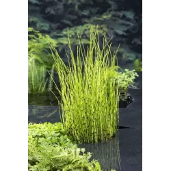 Equisetum fluviatile P9C0.5
