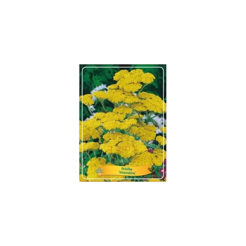 Kraujažolė - Achillea Moonshine P11