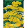 Kraujažolė - Achillea Moonshine P11