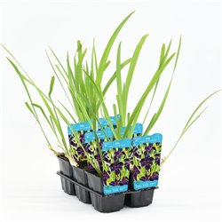 Iris black Gamecock P9C0.5