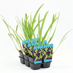 Iris black Gamecock P9C0.5