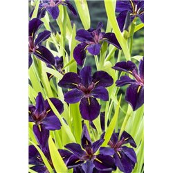 Iris black Gamecock P9C0.5