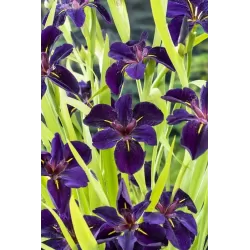 Iris black Gamecock P9C0.5