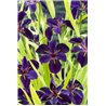 Iris black Gamecock P9C0.5