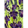 Iris black Gamecock P9C0.5