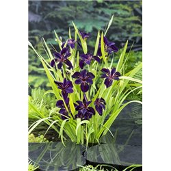 Iris black Gamecock P9C0.5