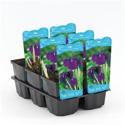 Iris kaempferi Variegata P9C0.5