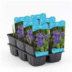 Iris laevigata P9C0.5