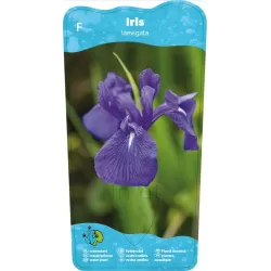 Iris laevigata P9C0.5