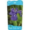 Iris laevigata P9C0.5