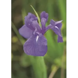 Iris laevigata P9C0.5