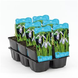 Iris laevigata Mottled Beauty P9C0.5