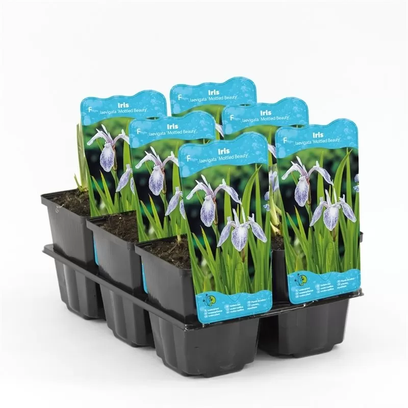 Iris laevigata Mottled Beauty P9C0.5