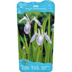 Iris laevigata Mottled Beauty P9C0.5
