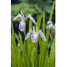 Iris laevigata Mottled Beauty P9C0.5