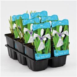 Iris laevigata Snowdrift P9C0.5