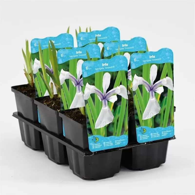 Iris laevigata Snowdrift P9C0.5