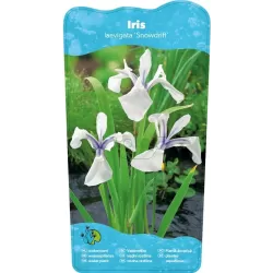 Iris laevigata Snowdrift P9C0.5