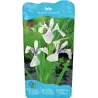 Iris laevigata Snowdrift P9C0.5