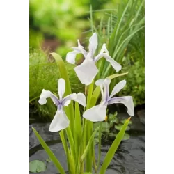 Iris laevigata Snowdrift P9C0.5
