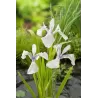 Iris laevigata Snowdrift P9C0.5