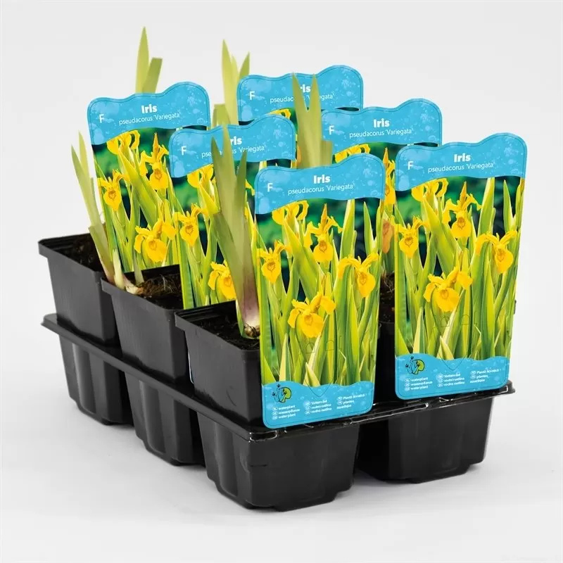 Iris pseudacorus Variegata P9C0.5