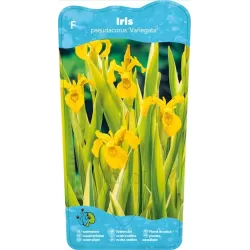 Iris pseudacorus Variegata P9C0.5