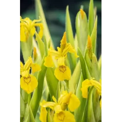 Iris pseudacorus Variegata P9C0.5