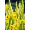 Iris pseudacorus Variegata P9C0.5