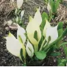 Lysichiton camtschatcensis P9C0.5