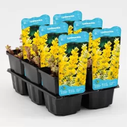Lysimachia Variegata P9C0.5
